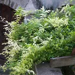 Maison Georges Couthon Bed & Breakfast 3*